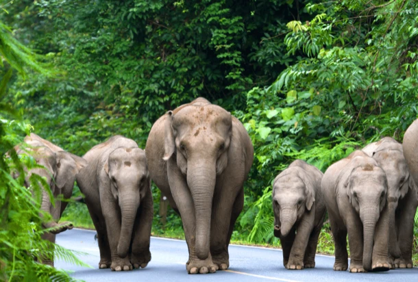 elephants in thailand